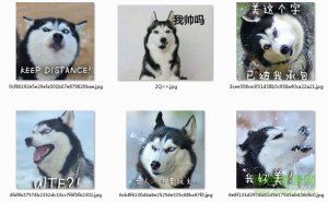 二哈表情包图片大全