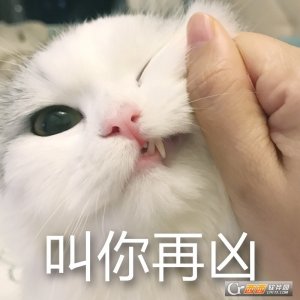 馒头宠物猫最凶表情包